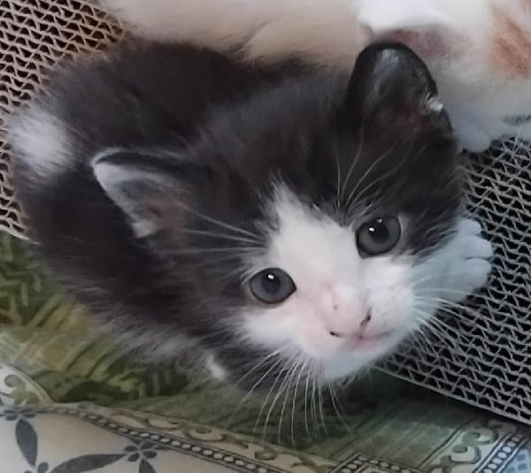 Vi Presentiamo I Nostri Bellissimi Micini.